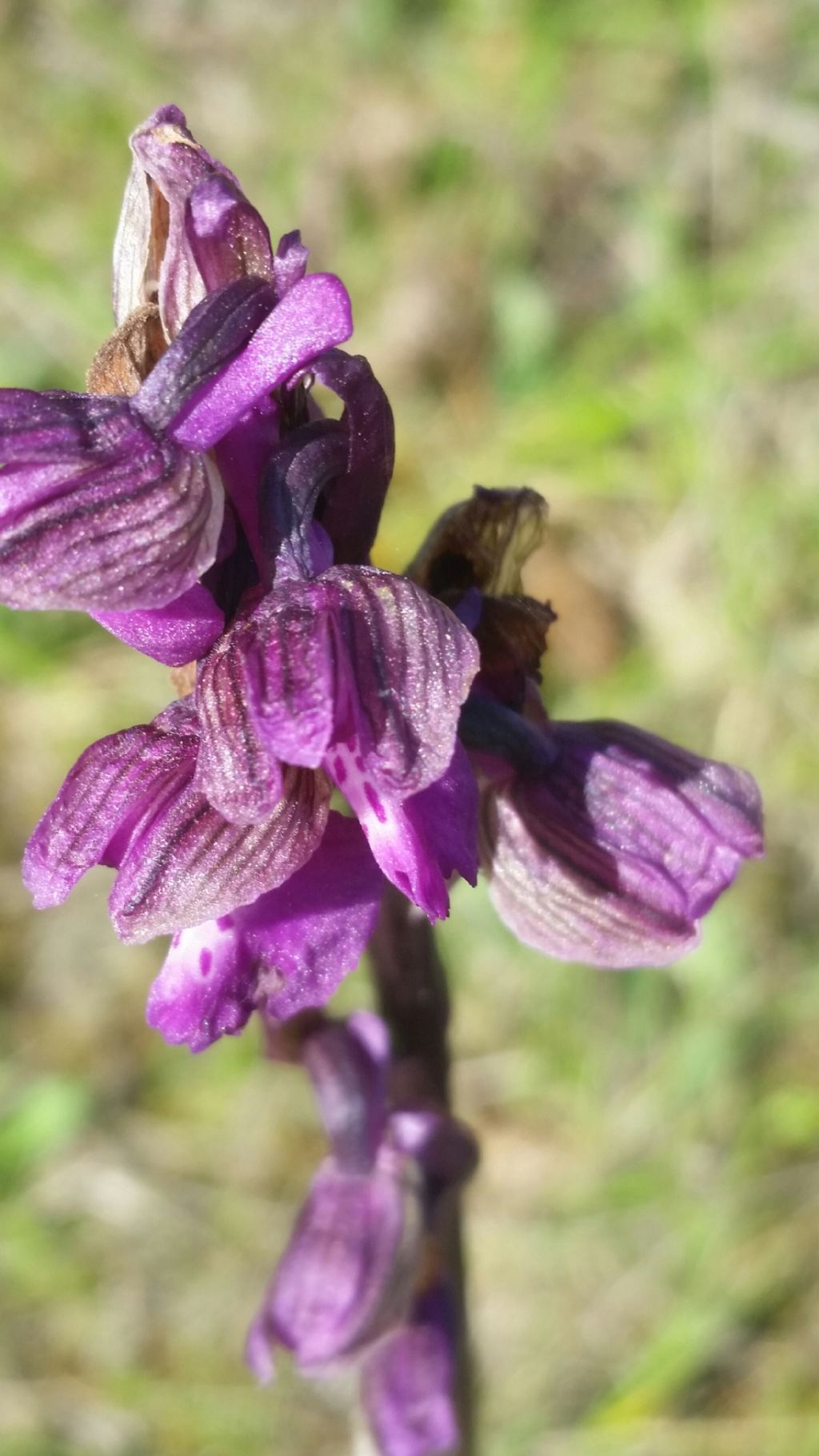 Anacamptis morio (L.) R.M. Bateman, Pridgeon & M.W. Chase (Orchidaceae)